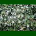Cotoneaster horizontalis - Baštenska dunjarica