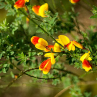 Cytisus Andreanus - Citisus Andreanus