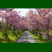 Prunus serrulata Kanzan - Japanska ukrasna trešnja Kanzan