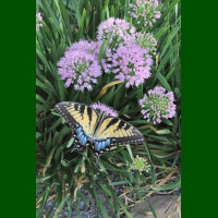 Allium Millenium - Ukrasni luk Millenium