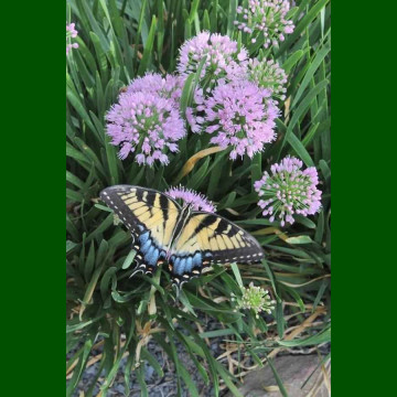 Allium Millenium - Ukrasni luk Millenium