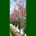 Prunus serrulata Kanzan - Japanska ukrasna trešnja Kanzan