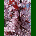 Prunus cerasifera Pissardii – Crvenolisna šljiva
