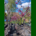 Malus purpurea Floribunda - Crvenolisna ukrasna jabuka