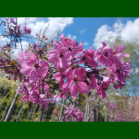 Malus purpurea Floribunda - Crvenolisna ukrasna jabuka