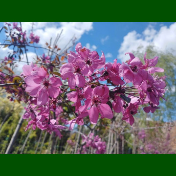 Malus purpurea Floribunda - Crvenolisna ukrasna jabuka