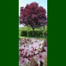 Prunus cerasifera Pissardii – Crvenolisna šljiva