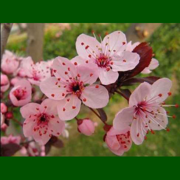 Prunus cerasifera Pissardii – Crvenolisna šljiva