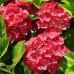Hydrangea macrophylla Hot Red - Hortenzija Hot Red