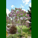 Syringa vulgaris Sensation - Baštenski jorgovan Sensation