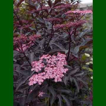 Sambucus nigra Black Beauty - Crvenolisna zova