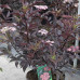 Sambucus nigra Black Beauty - Crvenolisna zova