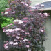 Sambucus nigra Black Beauty - Crvenolisna zova