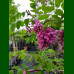Robinia hispida - Ružičasti bagrem