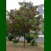 Robinia hispida - Ružičasti bagrem