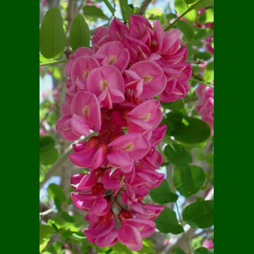 Robinia hispida - Ružičasti bagrem