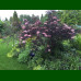 Sambucus nigra Black Lace - Bordolisna zova