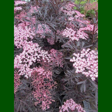 Sambucus nigra Black Lace - Bordolisna zova