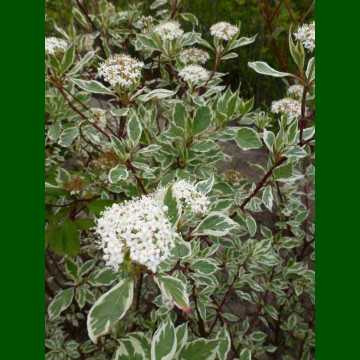 Cornus alba Sibirica Variegata - Šarenolisni sibirski dren