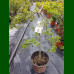 Salix Arbuscula Pendula - Patuljasta vrba 