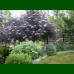 Sambucus nigra Black Lace - Bordolisna zova