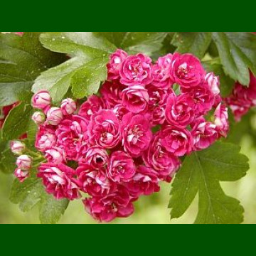 Crataegus laevigata Paul s Carlet - Cvetni glog Paul s Carlet