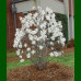 Magnolia stellata - Zvezdasta magnolija