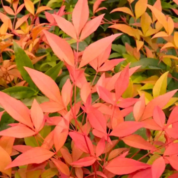 Nandina domestica Orange Sunrise - Nandina Orange Sunrise