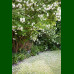 Viburnum opulus Roseum - Snežna lopta