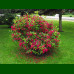 Weigela florida Evita - Vejgela Evita