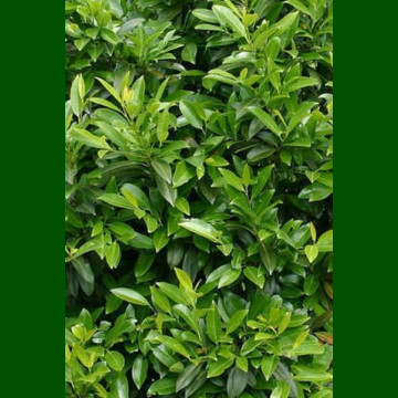 Prunus laurocerasus Herbergii - Lovor višnja Herbergii