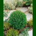 Thuja occidentalis Teddy - Patuljasta loptasta tuja Teddy