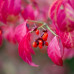 Euonymus alatus Compactus - Patuljasti evonimus
