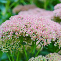 Sedum Herbstfreude - Sedum Herbstfreude