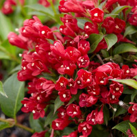 weigela All Summer Red - Vejgela All Summer Red