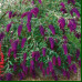 Buddleja davidii Nanho Purple - Letnji jorgovan Nanho Purple