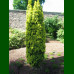 Taxus baccata David - Stubasta tisa David