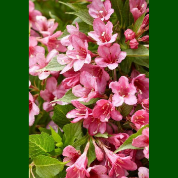 Weigela florida Abel Carriere - Vejgela Abel Carriere
