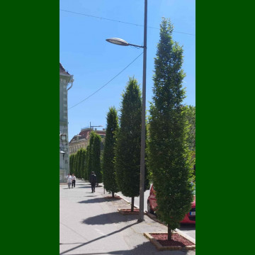 Carpinus Betulus Fastigiata - Stubasti grab