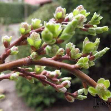Salix Arbuscula Pendula - Patuljasta vrba 