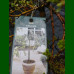 Salix Arbuscula Pendula - Patuljasta vrba 