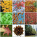 Liquidambar styraciflua-Likvidambar
