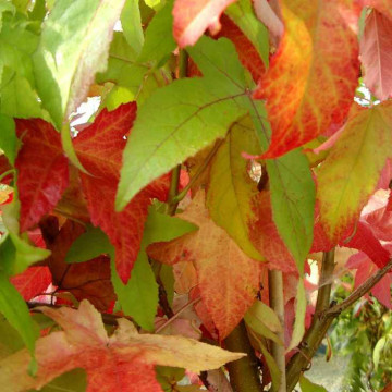 Liquidambar styraciflua-Likvidambar