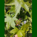 Liquidambar styraciflua-Likvidambar