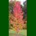 Liquidambar styraciflua-Likvidambar