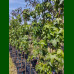 Liquidambar styraciflua-Likvidambar