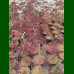 Albizia julibrissin Summer Chocolate - Čokoladna albicija