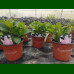 Hydrangea macrophylla Florentina - Hortenzija Florentina