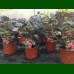 Hydryngea macrophylla Eclips - Hortenzija Eclips