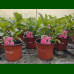 Hydrangea macrophylla Masja - Hortenzija Masja
